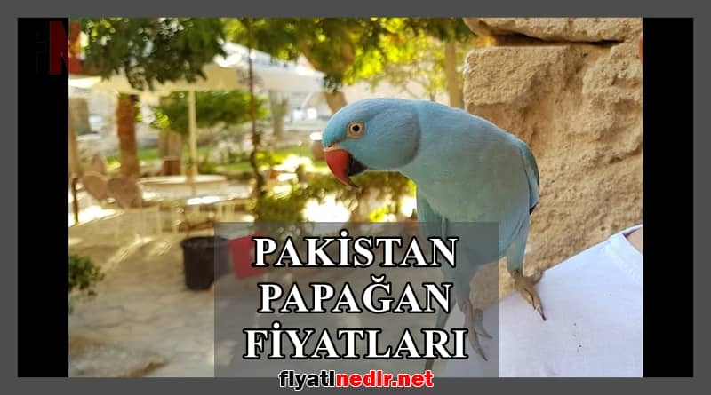 pakistan papağan fiyatları