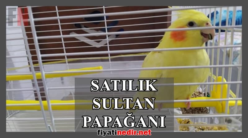satılık sultan papağanı