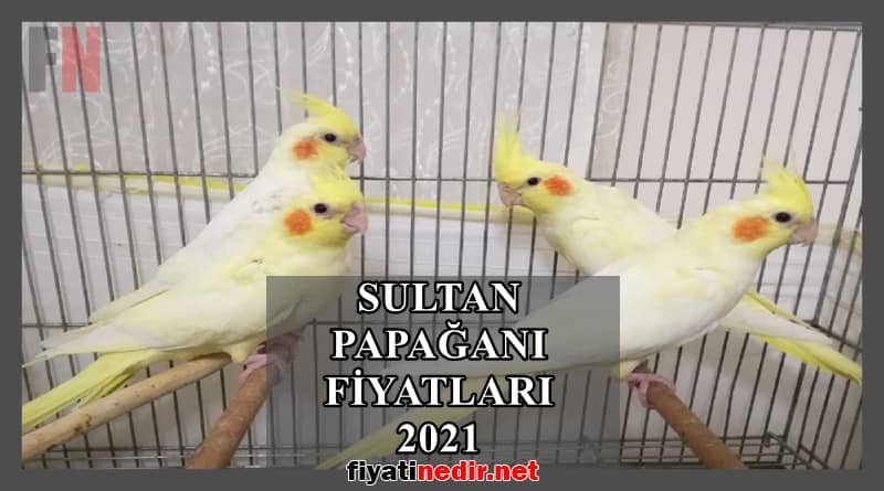 sultan papağanı fiyatları 2022