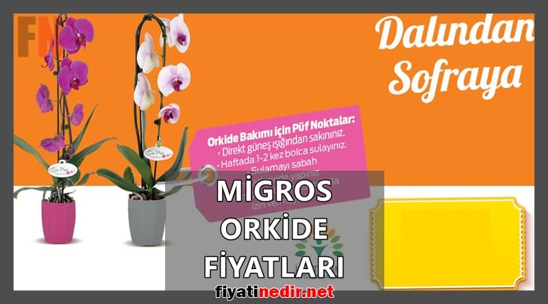 Migros Orkide Fiyatları