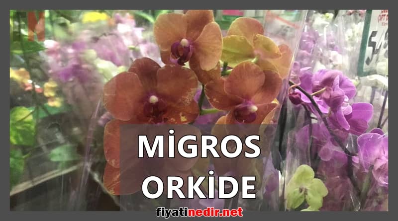 migros orkide
