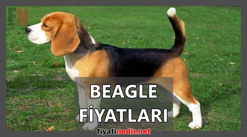 Beagle Fiyatları
