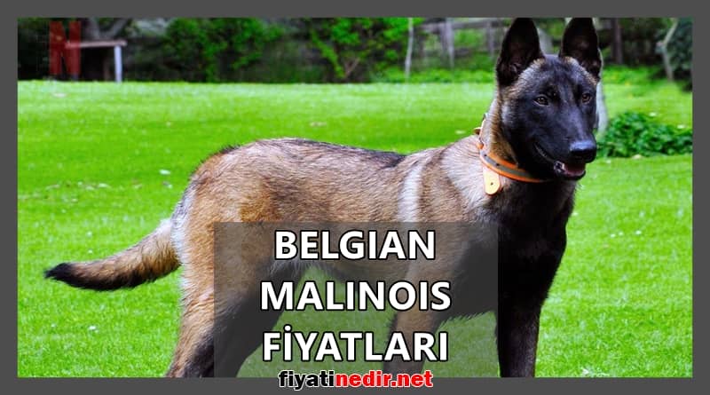 Belgian Malinois Fiyatları