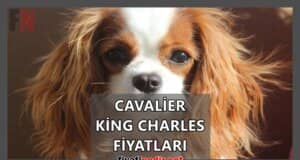 Cavalier King Charles Fiyatları