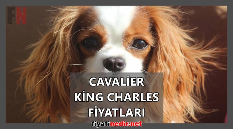 Cavalier King Charles Fiyatları