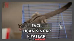 Evcil Uçan Sincap Fiyatları