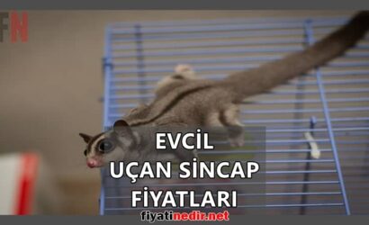 Evcil Uçan Sincap Fiyatları