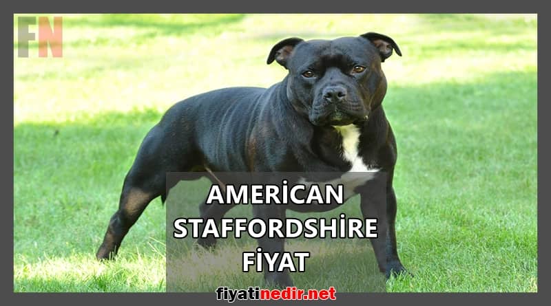 american staffordshire fiyat