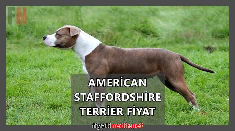 american staffordshire terrier fiyat