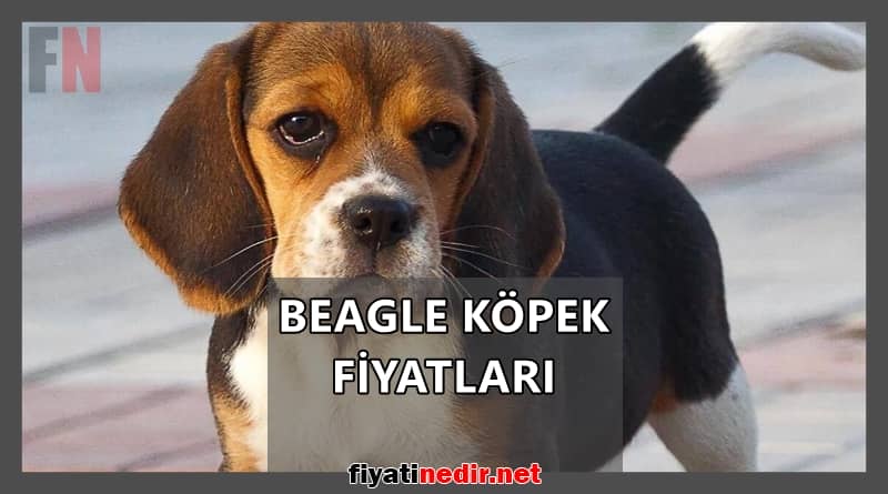 beagle köpek fiyatları