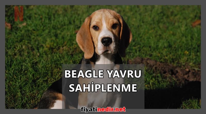 beagle yavru sahiplenme