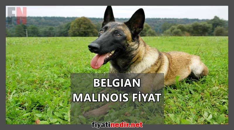 belgian malinois fiyat