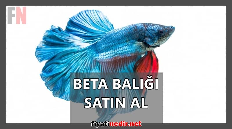 beta balığı satın al