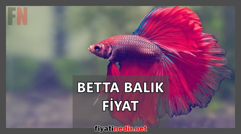 betta balık fiyat