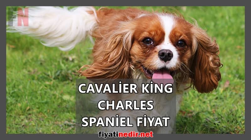 cavalier king charles spaniel fiyat