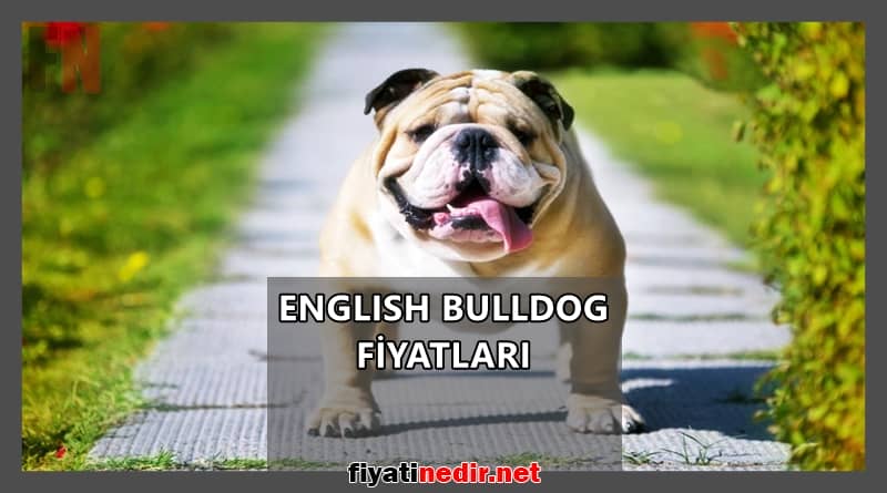 english bulldog fiyatları