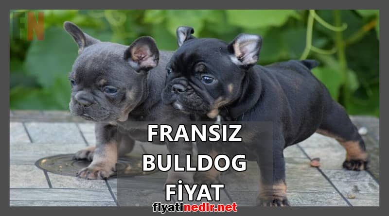fransız bulldog fiyat