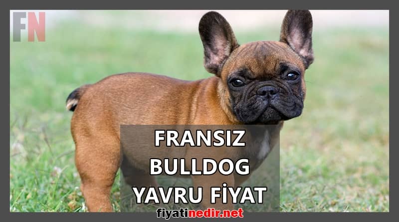fransız bulldog yavru fiyat