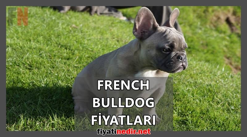 French Bulldog Fiyatları