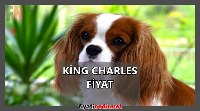 king charles fiyat