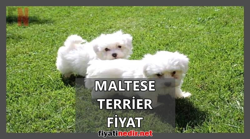 maltese terrier fiyat