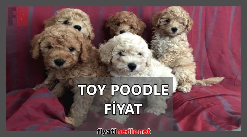 toy poodle fiyat