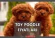 Toy Poodle Fiyatları