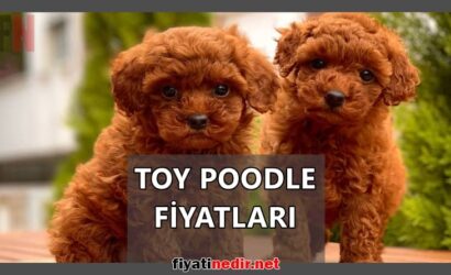 toy poodle fiyatları
