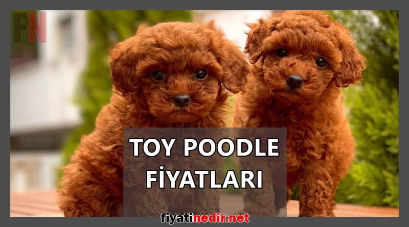 Toy Poodle Fiyatları