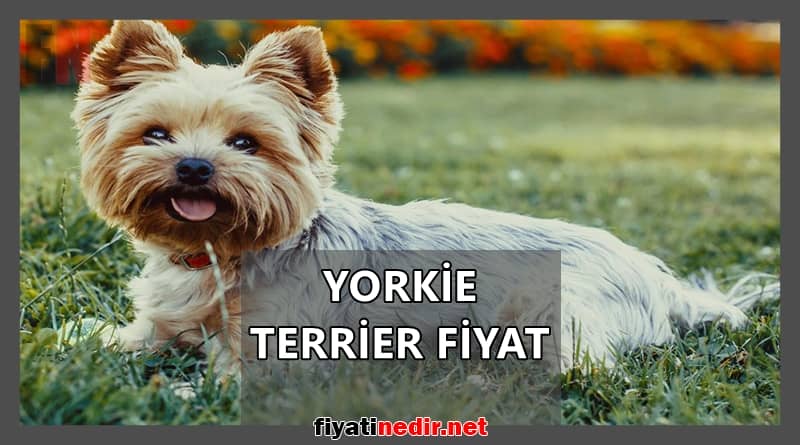 yorkie terrier fiyat