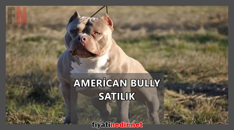 american bully satılık