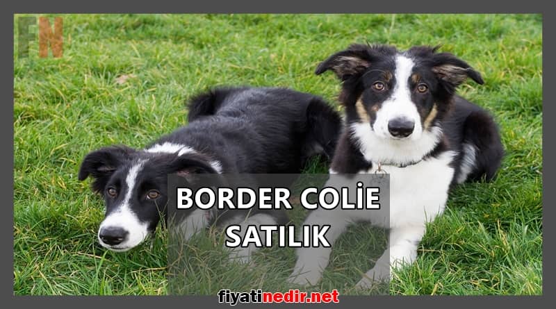border collie satilik