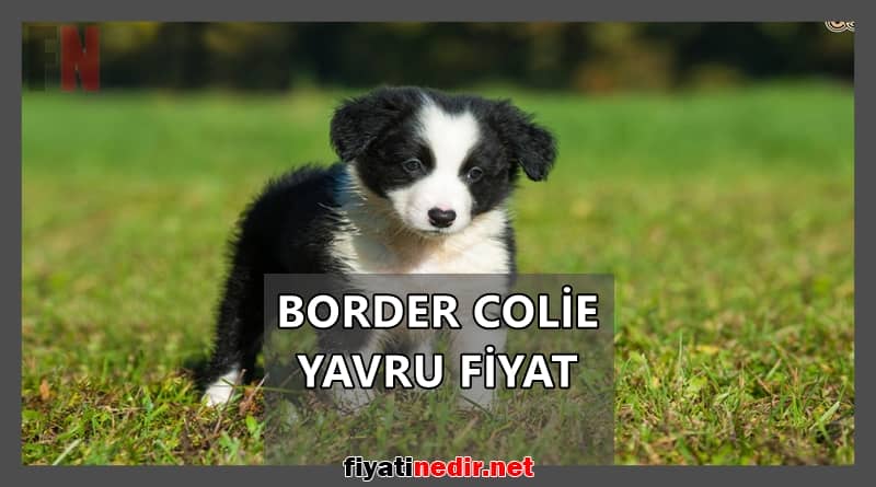 border collie yavru fiyat