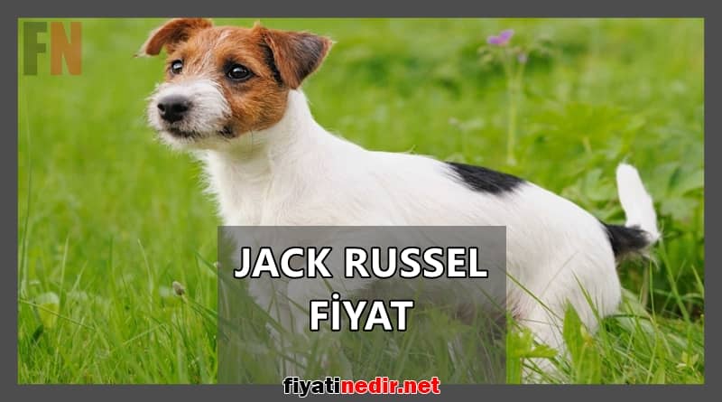 jack russell fiyat