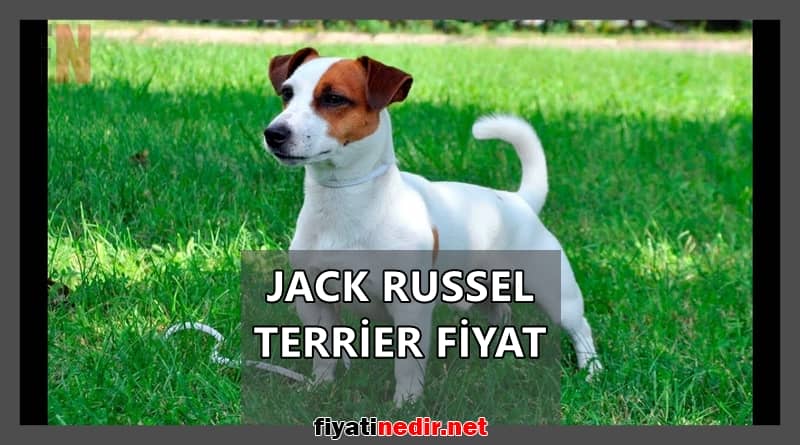 jack russell terrier fiyat