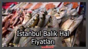 İstanbul Balık Hal Fiyatları