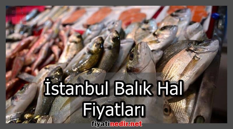 İstanbul Balık Hal Fiyatları