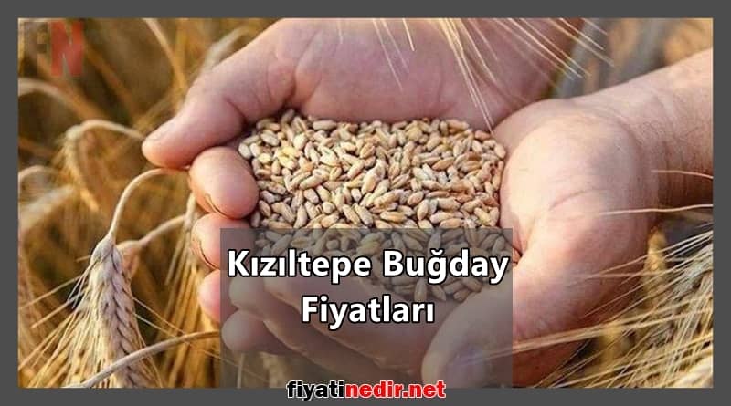 Kızıltepe Buğday Fiyatları