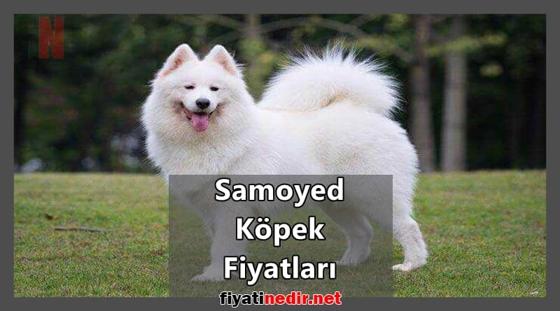 Samoyed Köpek Fiyatları