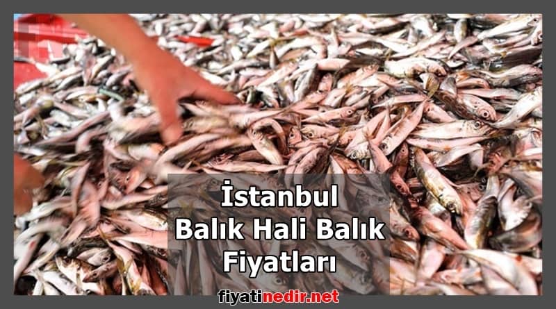 istanbul balık hali balık fiyatları