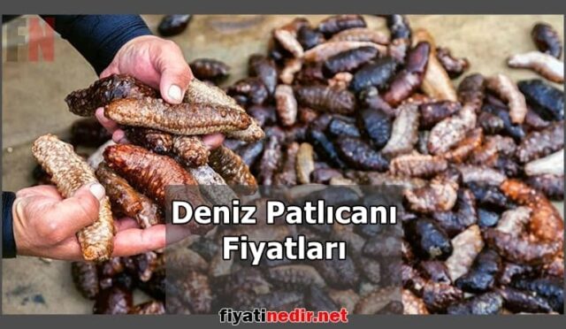 Deniz Patlıcanı Fiyatları