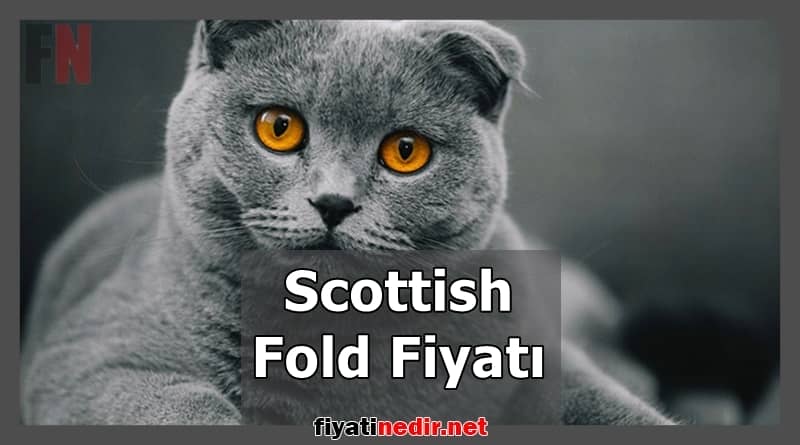Scottish Fold Fiyatı