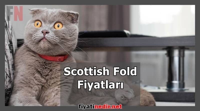 Scottish Fold Fiyatları