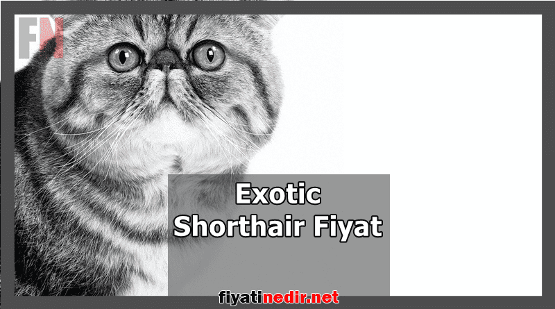 Exotic Shorthair Fiyat
