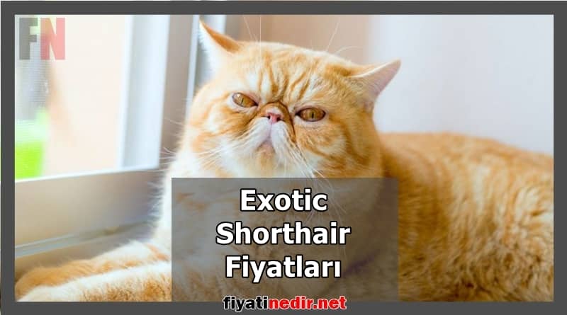Exotic Shorthair Fiyatları