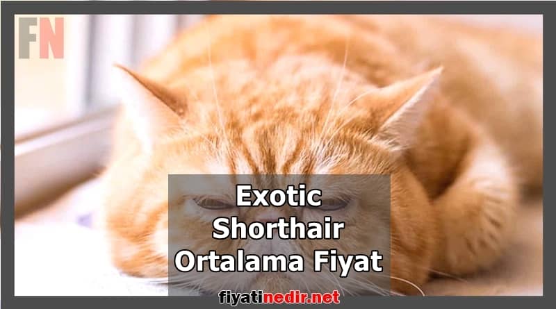 Exotic Shorthair Ortalama Fiyat