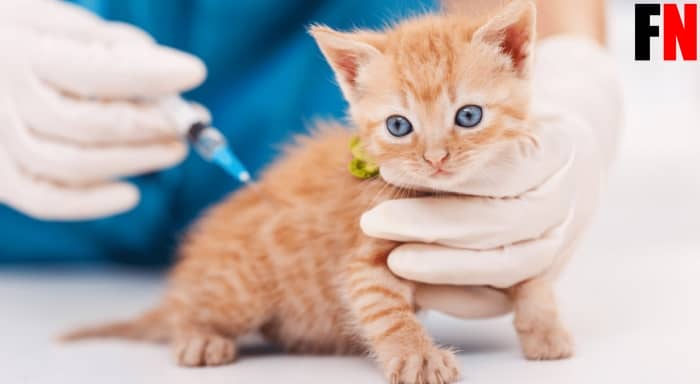 Kedi Aşısı