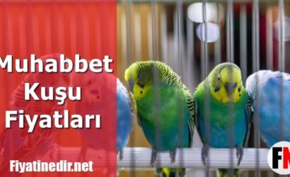 Muhabbet Kuşu Fiyatları