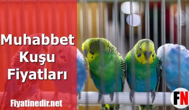 Muhabbet Kuşu Fiyatları