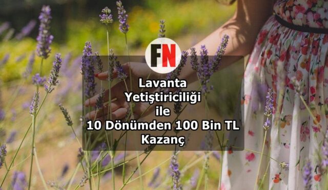 Lavanta Yetiştiriciliği ile 10 Dönümden 100 Bin TL Kazanç